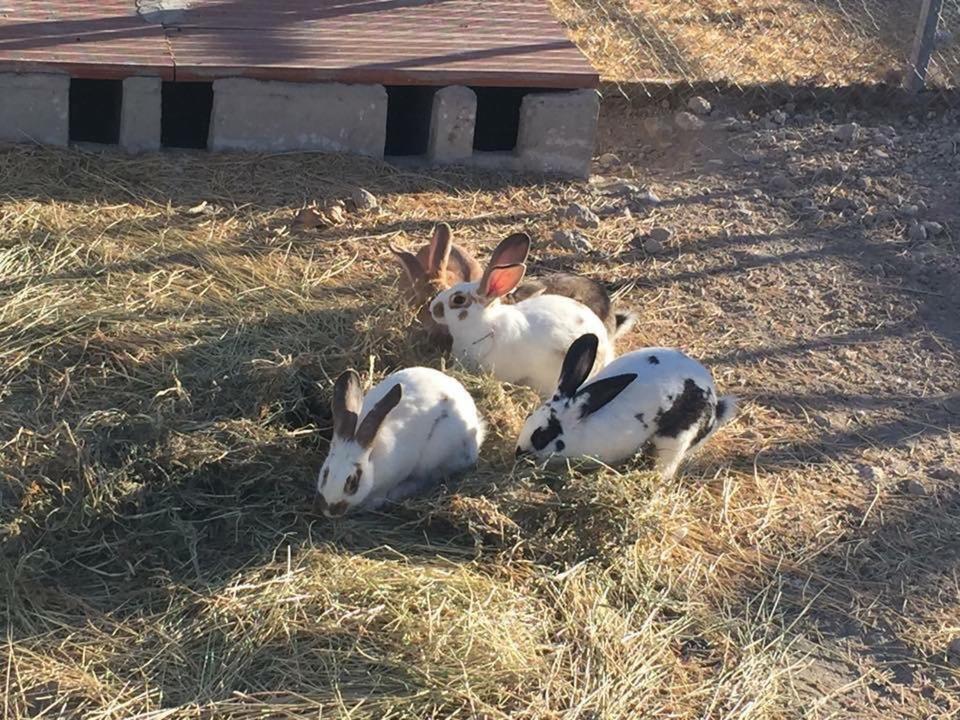 Pensjonat Cortijo Bustamante Baza Zewnętrze zdjęcie